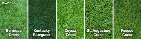 How to Grow Different Types of Grass .